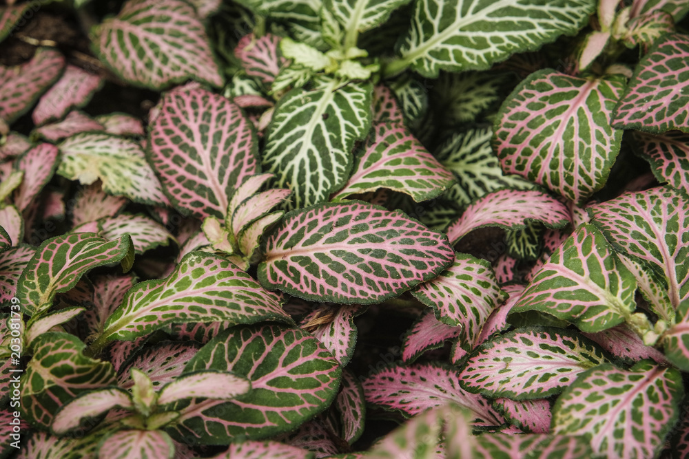 Green and pink nerve plant (fittonia). Found in Butterfly Garden in Vannes, France. Green and pink nerve plant (fittonia). Found in Butterfly Garden in Vannes, France.