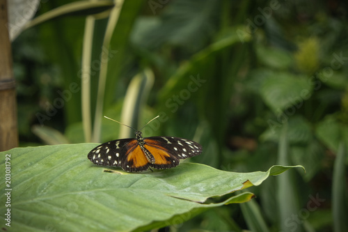 Black, white and brown cream-spotted tigerwing (Tithorea tarricina). Found in Butterfly Garden in Vannes, France. photo