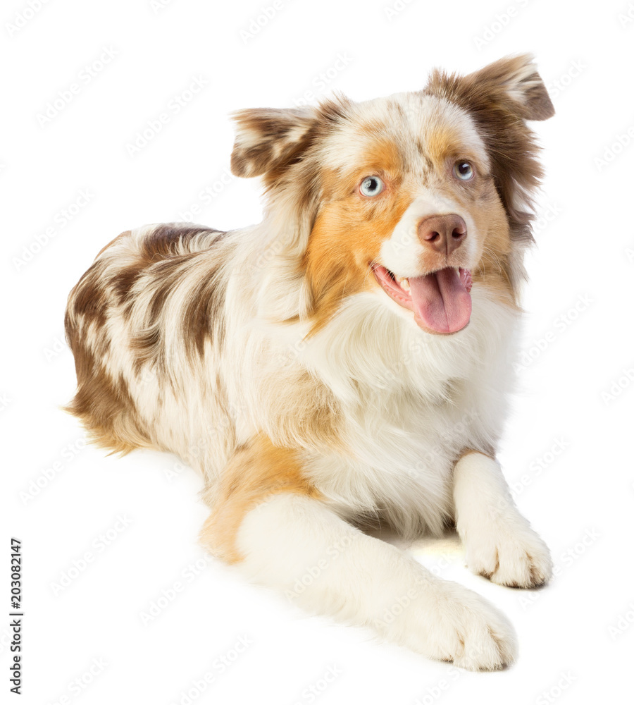 american shepherd layer american shepherd layer