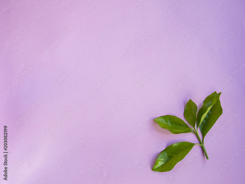 Leaves on pink background Leaves on pink background
