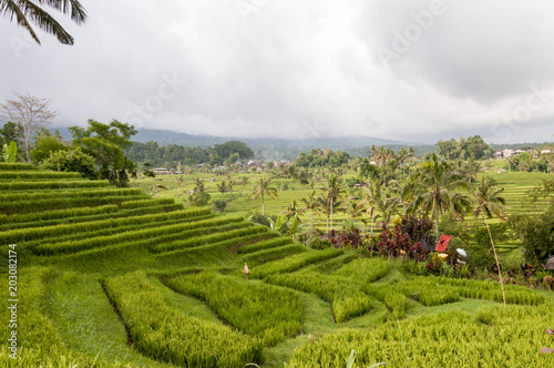 Rice field terrace Bali Indonesia