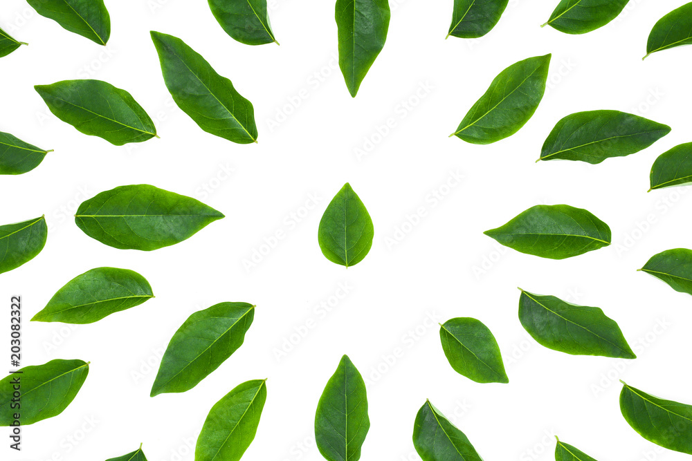 flat lay green leaf isolated on white background for creative nature backdrop flat lay green leaf isolated on white background for creative nature backdrop