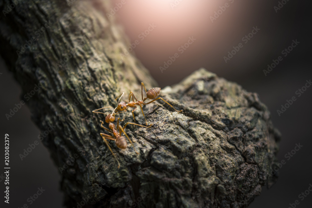 Macro shot ants with they activities