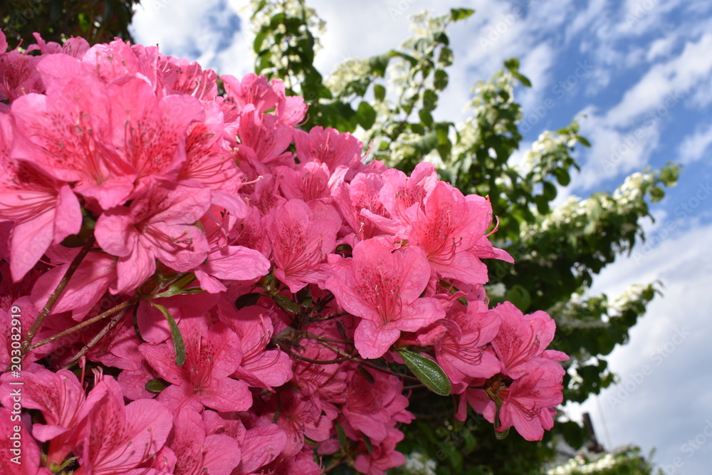 Blumen Blumen