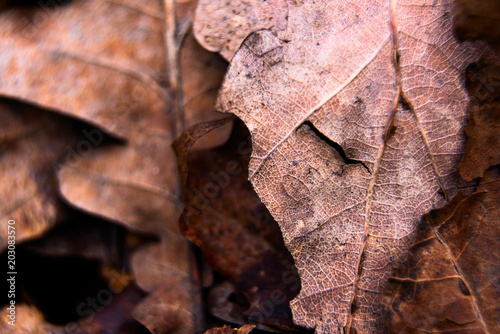 Autumn fallen leaves of oak close-up, soft focus