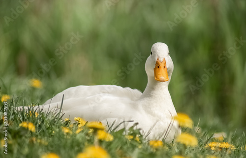 Weiße Ente auf der Wiese