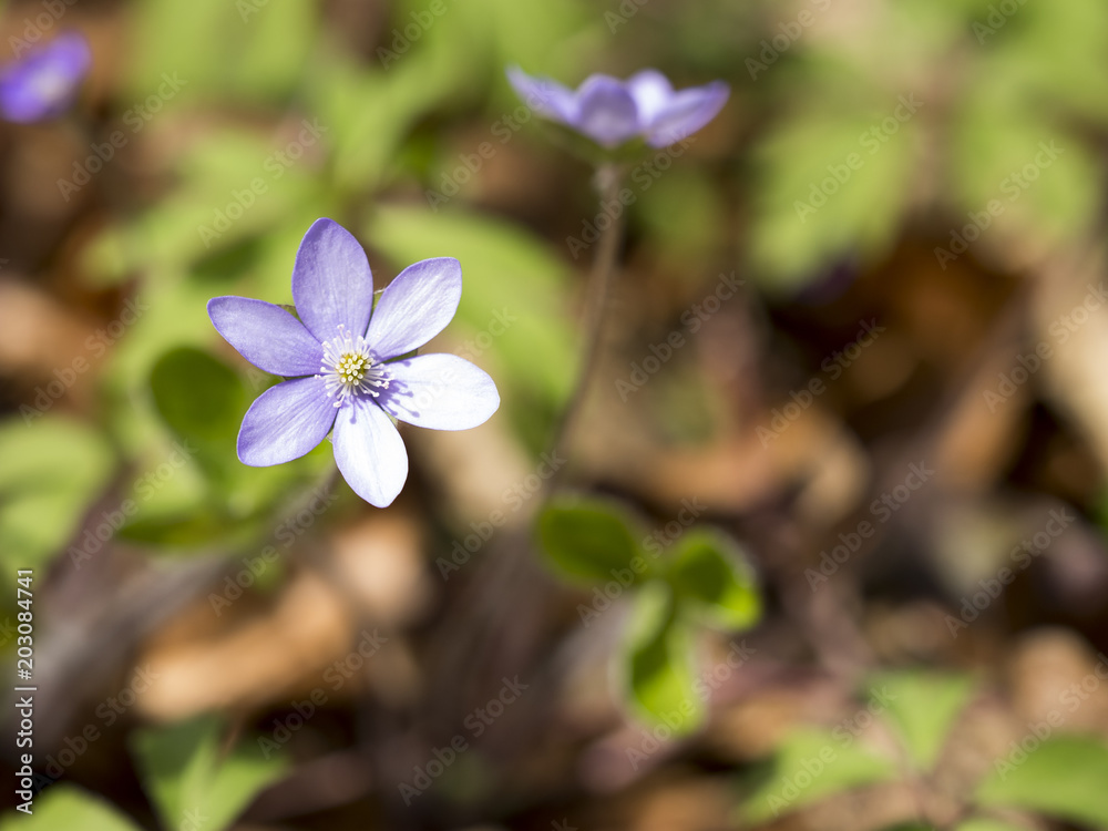 Lila Buschwindröschen im Wald Lila Buschwindröschen im Wald
