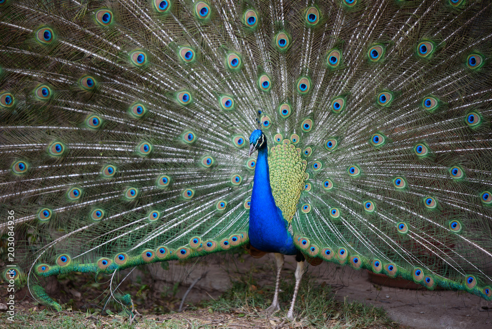 Obraz premium peacock