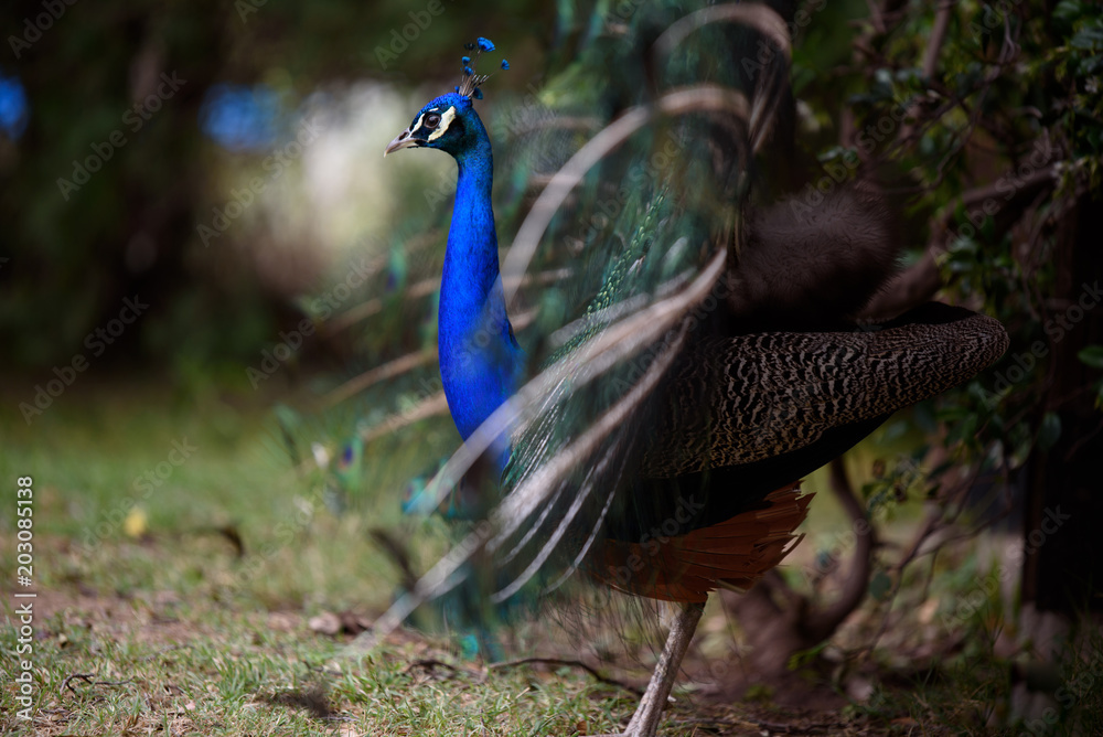 Obraz premium pavo real