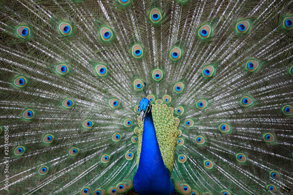 Obraz premium peacock