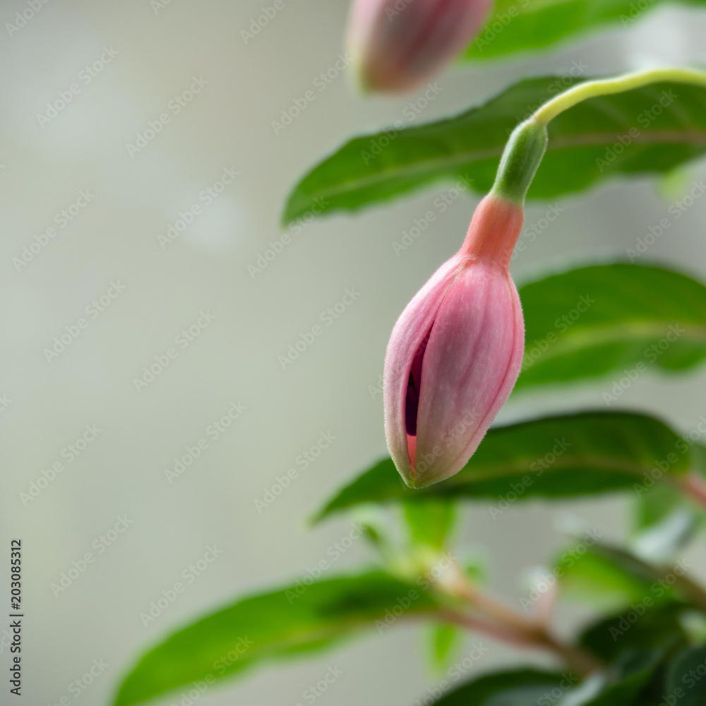 the pink buds of a potted flower
