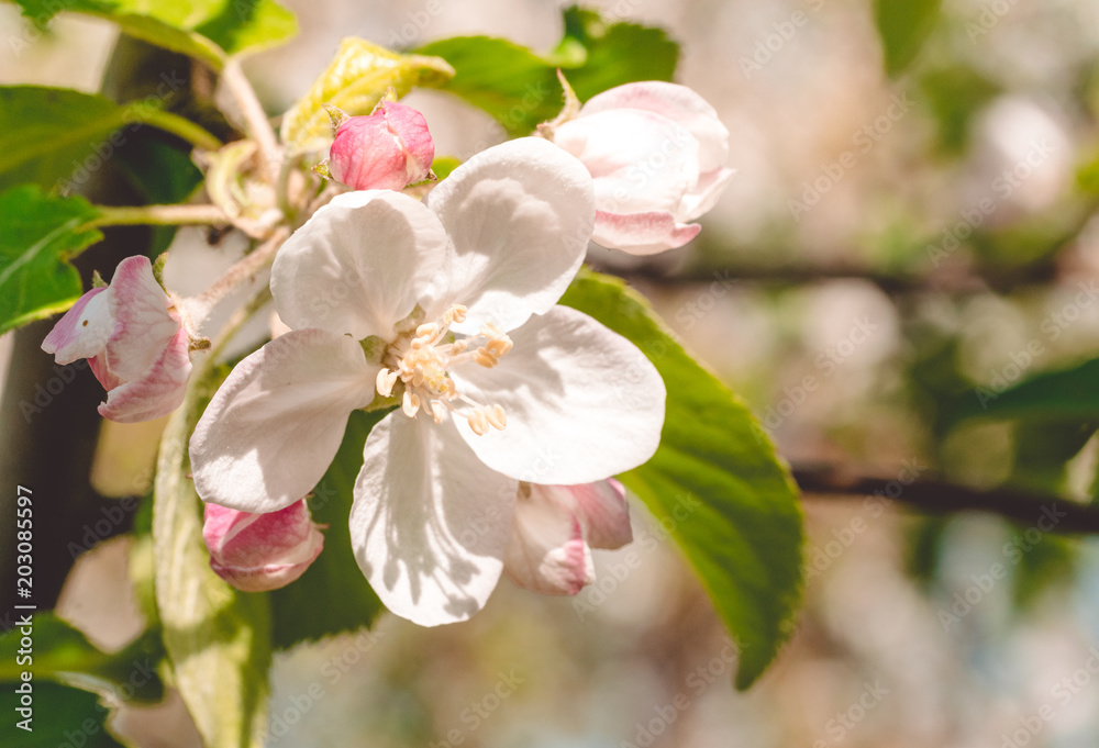 Flowers of an apple tree in the spring. Blossoming orchard Flowers of an apple tree in the spring. Blossoming orchard