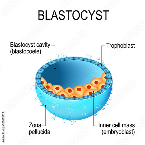blastocyst with inner cell mass