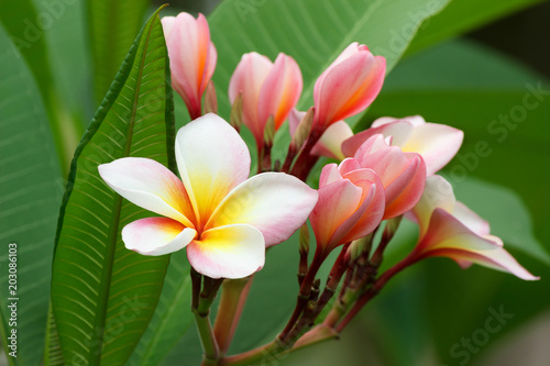 Plumeria or frangipani flower  Tropical flower.