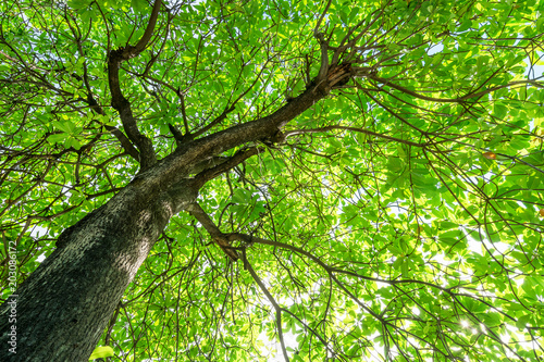 Under the shade of tall trees in tropical Thailand.