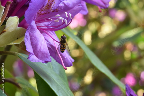 Schwebfliege auf lila Hibiskusblüte photo