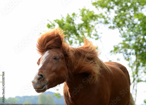 headshaking, sorrel coloured island horse shaking it´s head © Grubärin