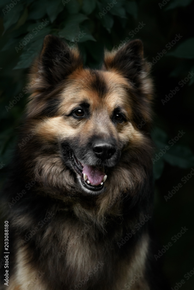 Portrait of a German Shepherd Dog