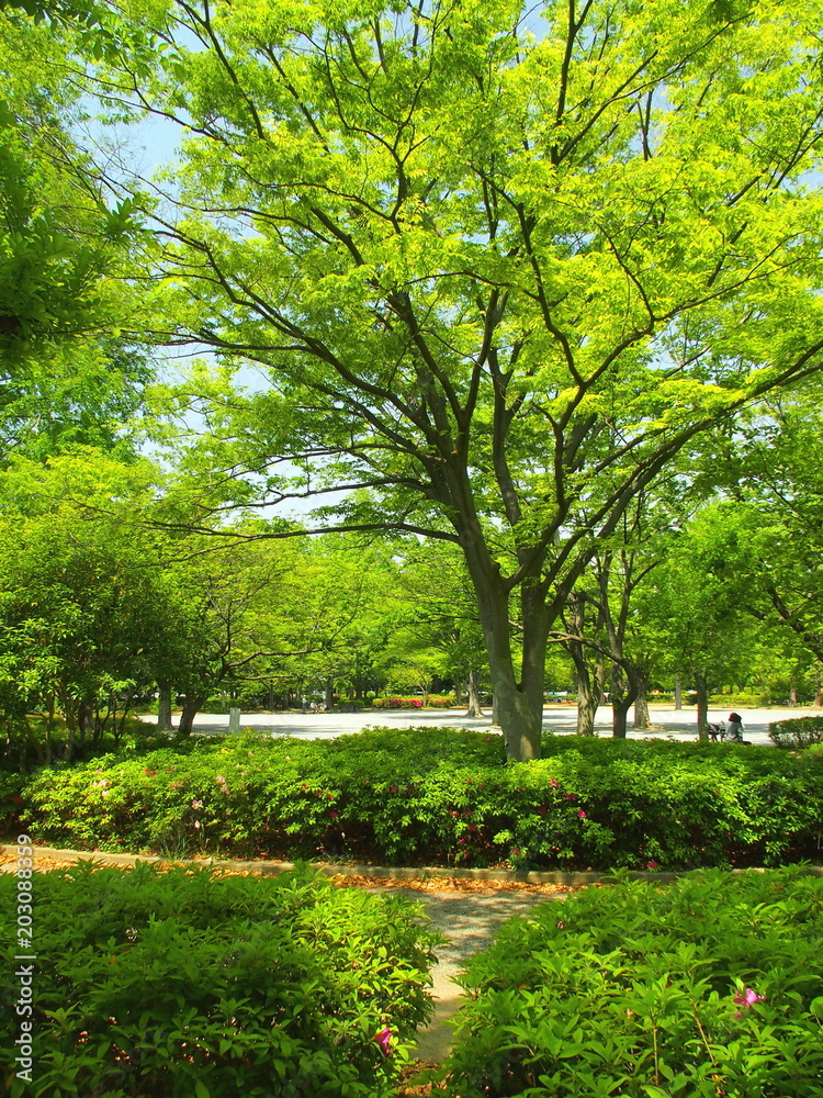 新緑の公園風景 新緑の公園風景