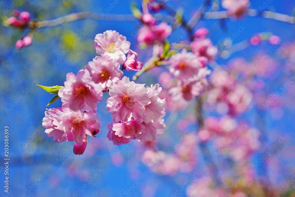 Pink blossoms of a weeping cherry prunus tree in spring