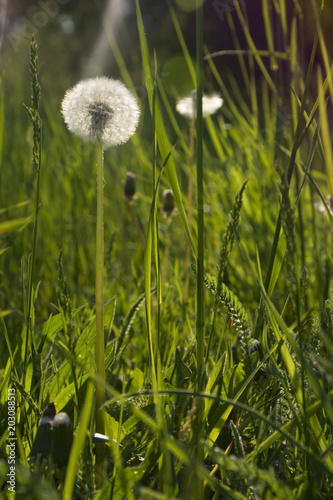 Fototapeta Naklejka Na Ścianę i Meble -  Dandelions in grass in the sunlight