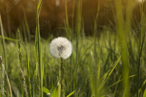 Fototapeta Naklejka Na Ścianę i Meble -  Dandelions in grass in the sunlight