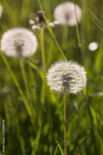 Fototapeta Naklejka Na Ścianę i Meble -  Dandelions in grass in the sunlight