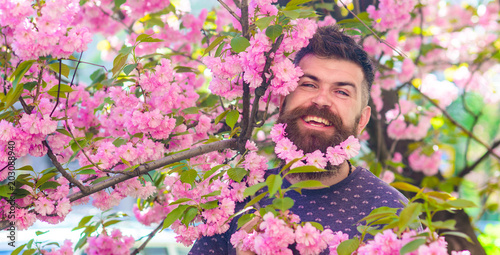 Man with beard and mustache on happy face near pink flowers. Unity with nature concept. Bearded man with fresh haircut with bloom of sakura on background. Hipster with sakura blossom in beard.