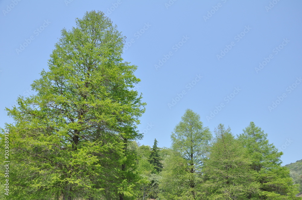 Fototapeta premium 気と空