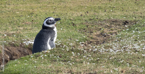 Magellanic Penguin, Saunder's Island, the Falklands