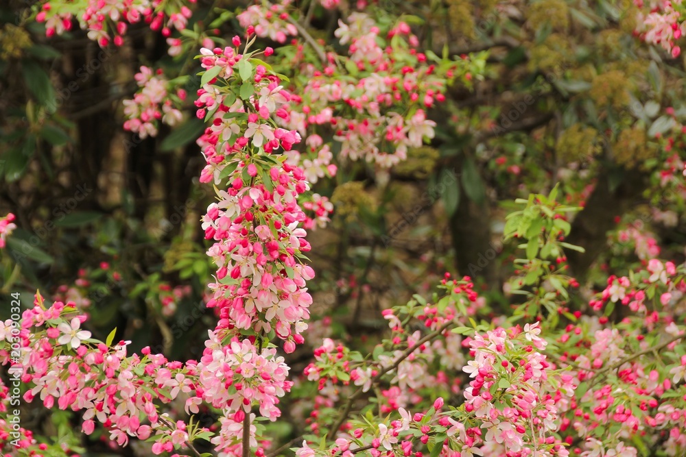 Apple cherry blossom in full bloom, selective focus