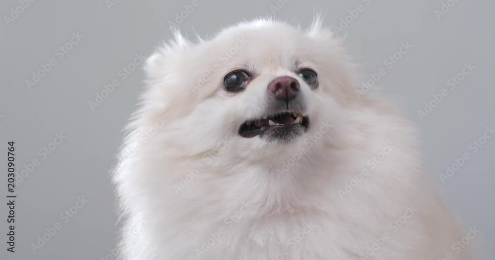 Pomeranian dog getting angry and want to bark Pomeranian dog getting angry and want to bark
