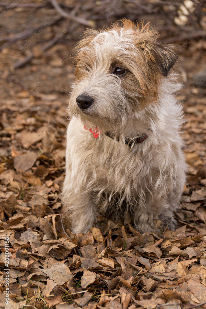 Shaggy Jack Russell Terrier in the autumn forest. The dog is sitting. Shaggy Jack Russell Terrier in the autumn forest. The dog is sitting.