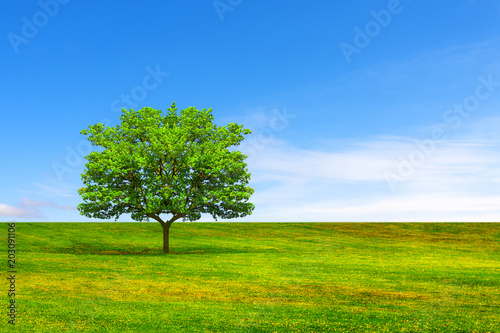 Ecology concept. Tree, field and beautiful sky