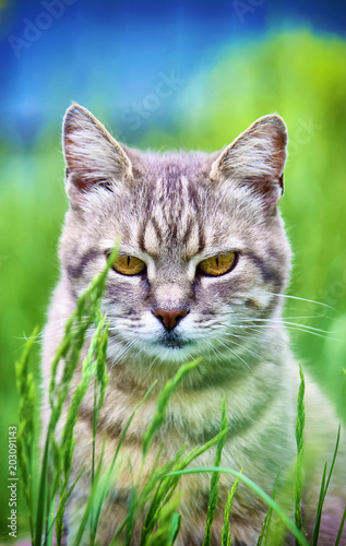 Yard cats. selective focus.