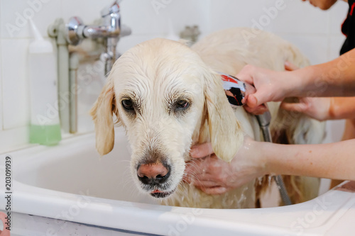 Professional washing the dog Golden Retriever in the grooming salon.