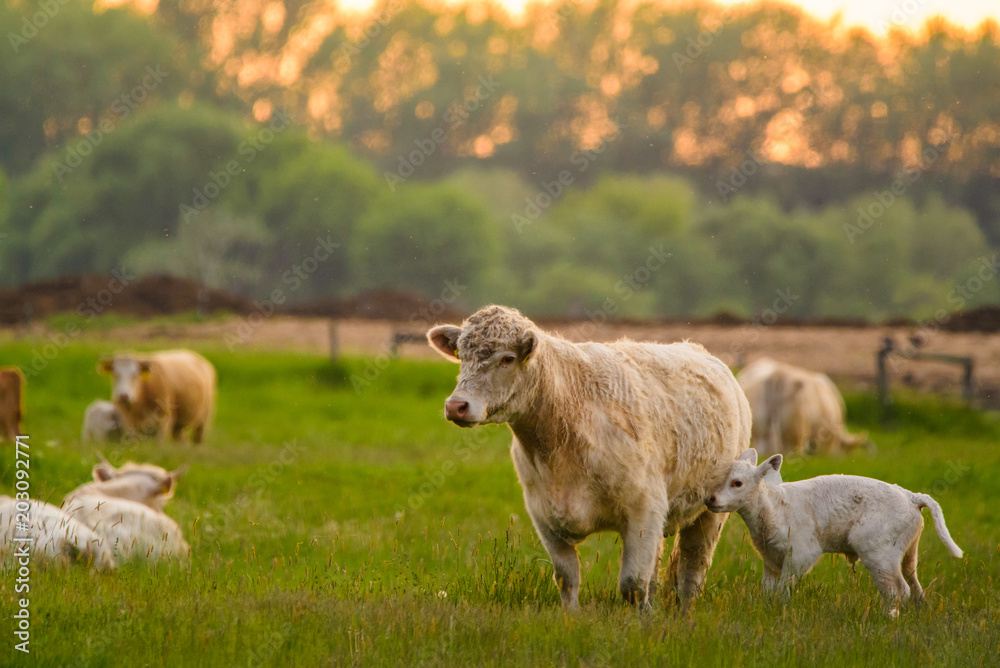 Obraz premium Cow and calf on a field