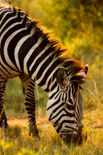 Zebra in Golden Sunlight in Ugnada