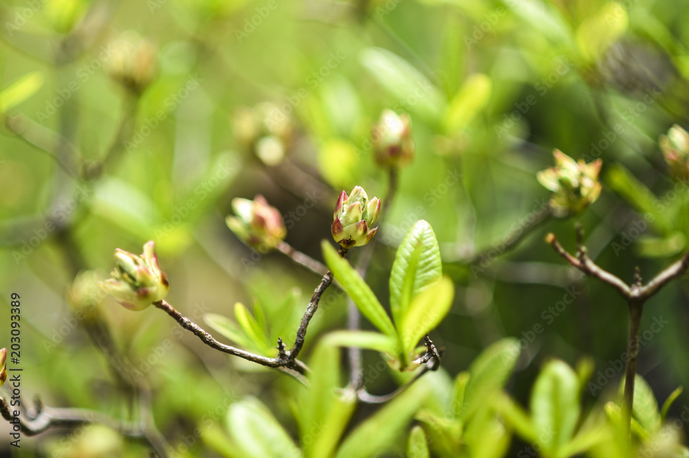 Buds of flowers blooming in the spring in the garden. Buds of flowers blooming in the spring in the garden.