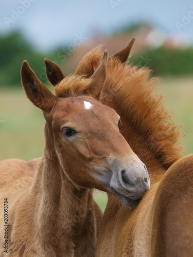 Two Foals