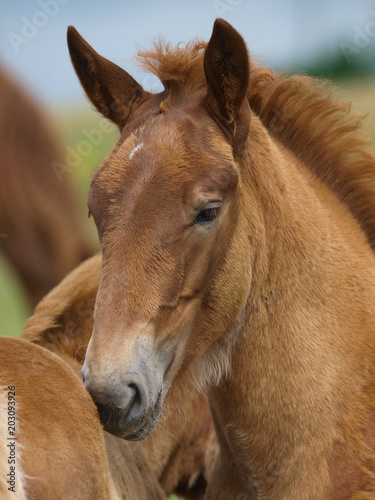 Two Foals © Nigel Baker