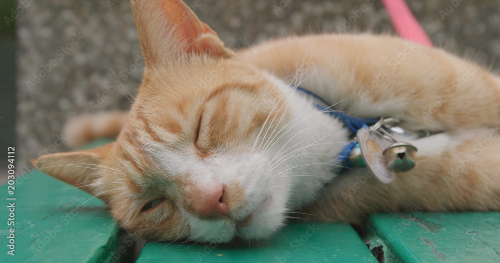 Street cat sleeping on bench