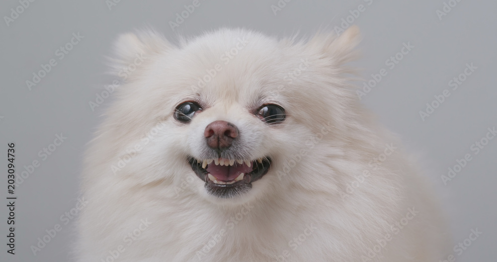 White Pomeranian getting angry