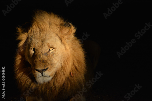 Lion   night