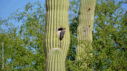 The woodpecker and the Saguaro