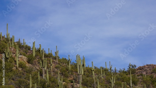 Saguaros