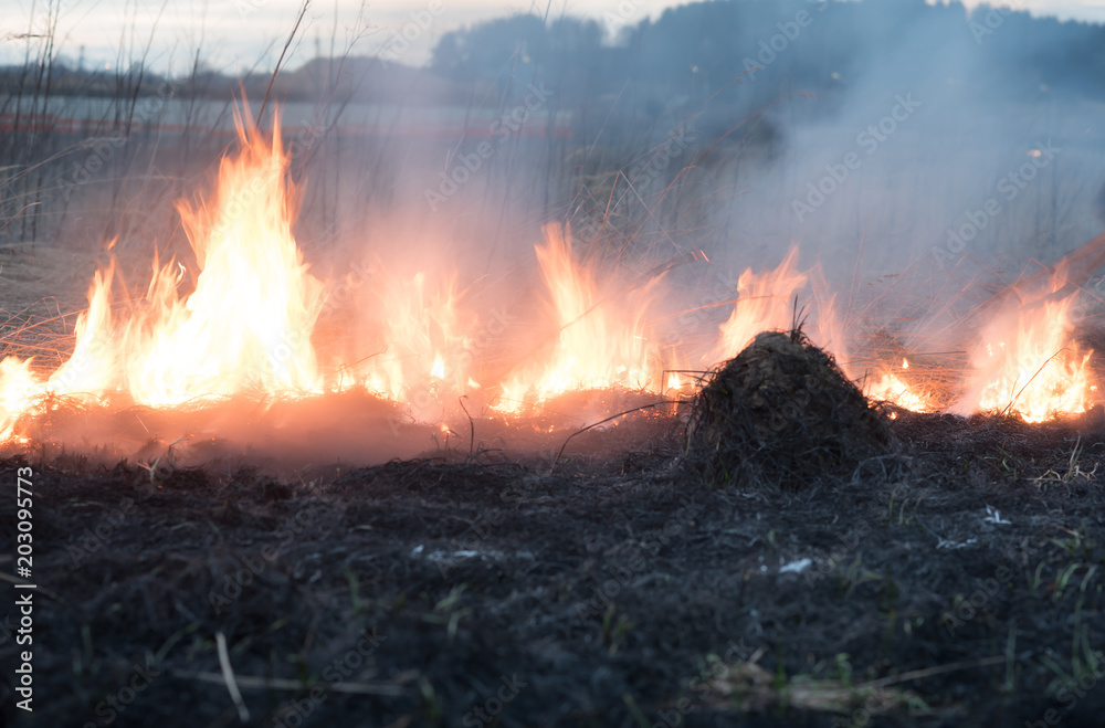 Burning old dry grass in garden. Destruction of green spaces. Danger to the ozone layer. Burning old dry grass in garden. Destruction of green spaces. Danger to the ozone layer.