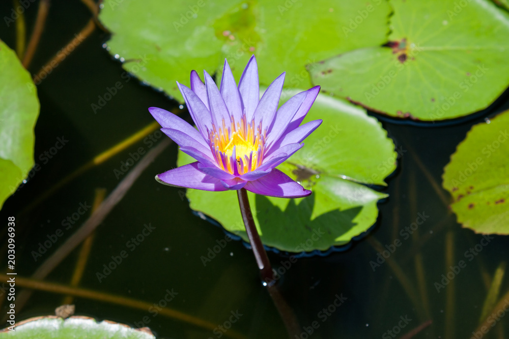 Waterlily, It is famous to grow it in the temple in Thailand, This Waterlily is from Wat Chalermprakiat in Nonthaburi, Thailand Waterlily, It is famous to grow it in the temple in Thailand, This Waterlily is from Wat Chalermprakiat in Nonthaburi, Thailand