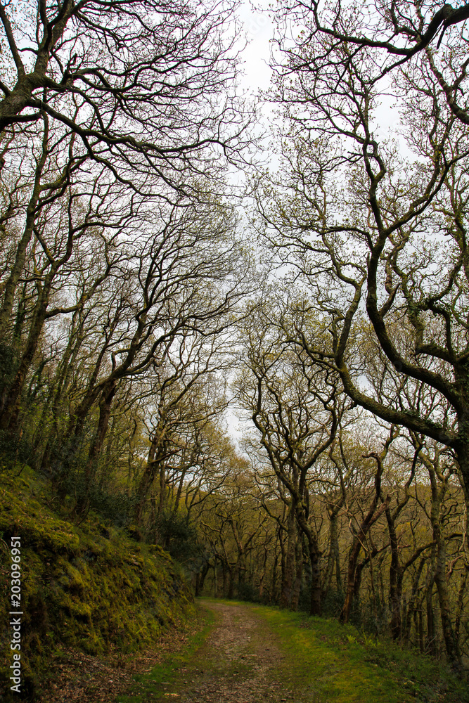 Carriage Road Heddon Valley, UK Carriage Road Heddon Valley, UK