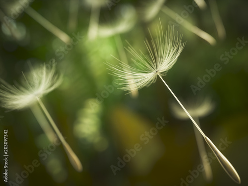 Dandelion seeds in the air